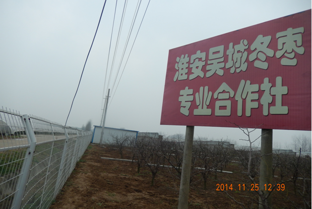 南北方冬棗成功管理的秘訣