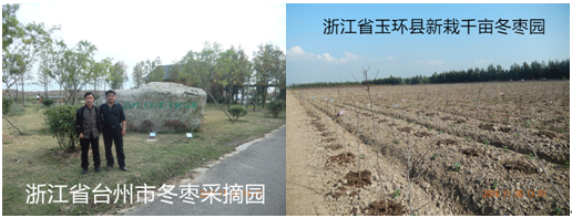 南北方冬棗成功管理的秘訣