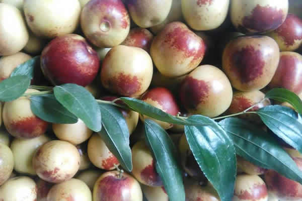 孕婦吃大荔東羌紅棗專業(yè)合作社冬棗的好處