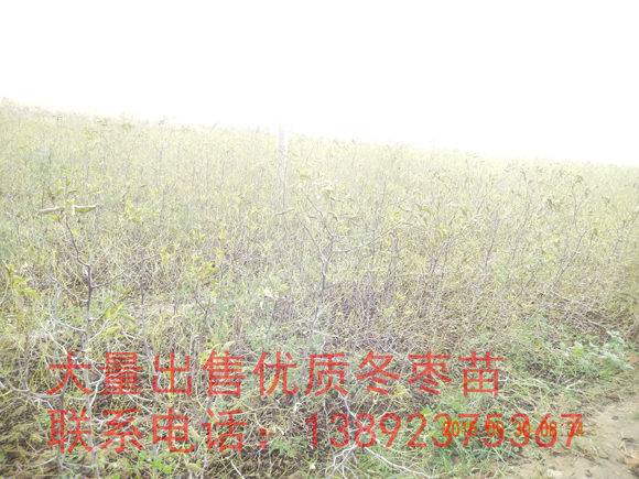 ?j)?yu)|(zh)