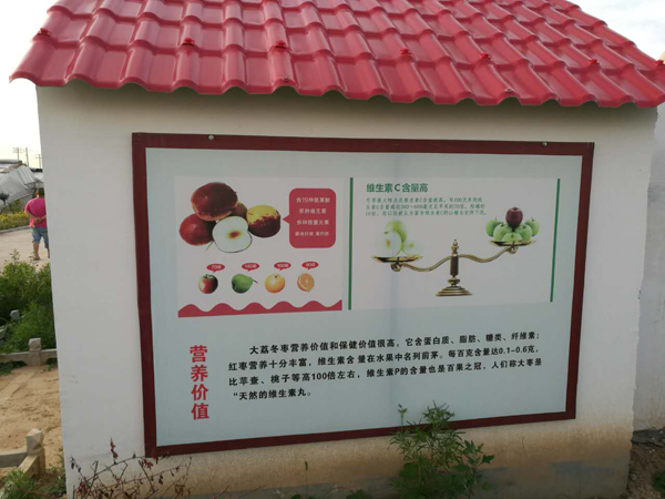 大荔冬棗的營(yíng)養(yǎng)價(jià)值