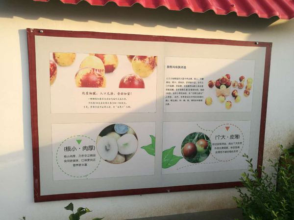 大荔冬棗的營(yíng)養(yǎng)價(jià)值