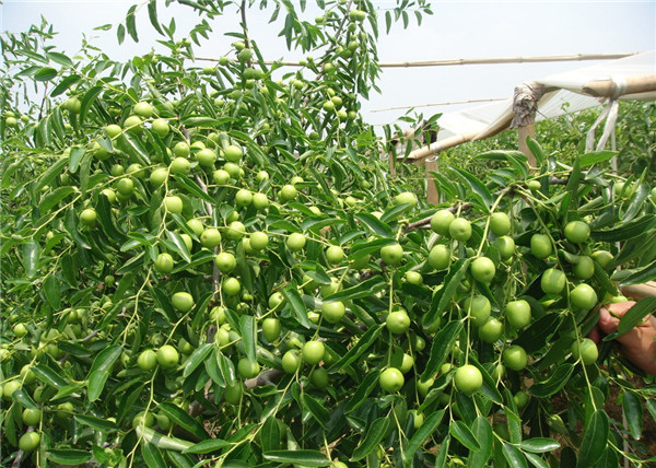 大荔冬棗http://m.dtdtd.com.cn